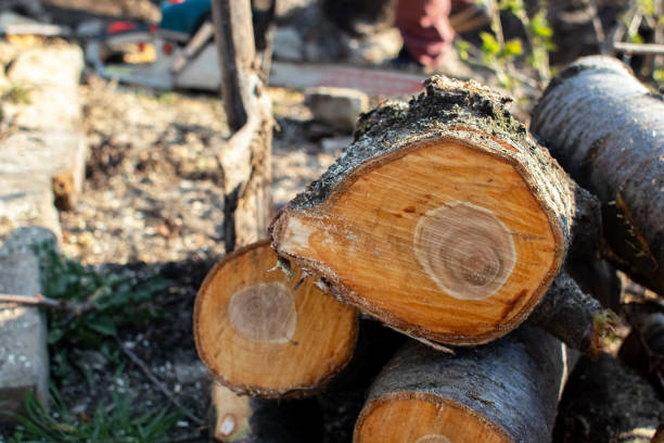 How Our Tree Care Process Works  in  Grifton, NC