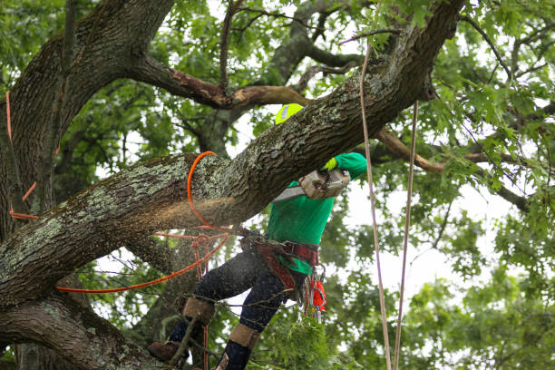 Reliable Grifton, NC Tree Removal Services Solutions